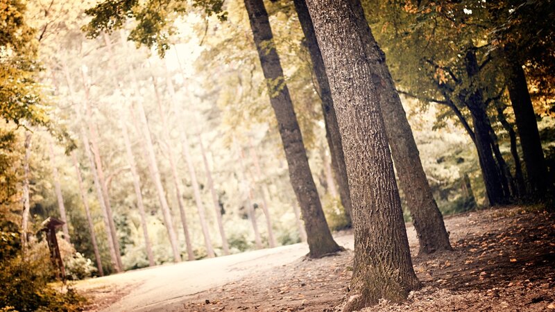 Forest Path with Trees — Brown, Serene, Autumn, Photograph, Leaves, Green, Yellow