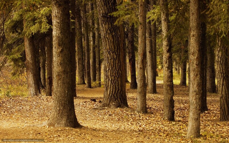 Forest Path with Trees — Brown, Serene, Autumn, Photograph, Leaves