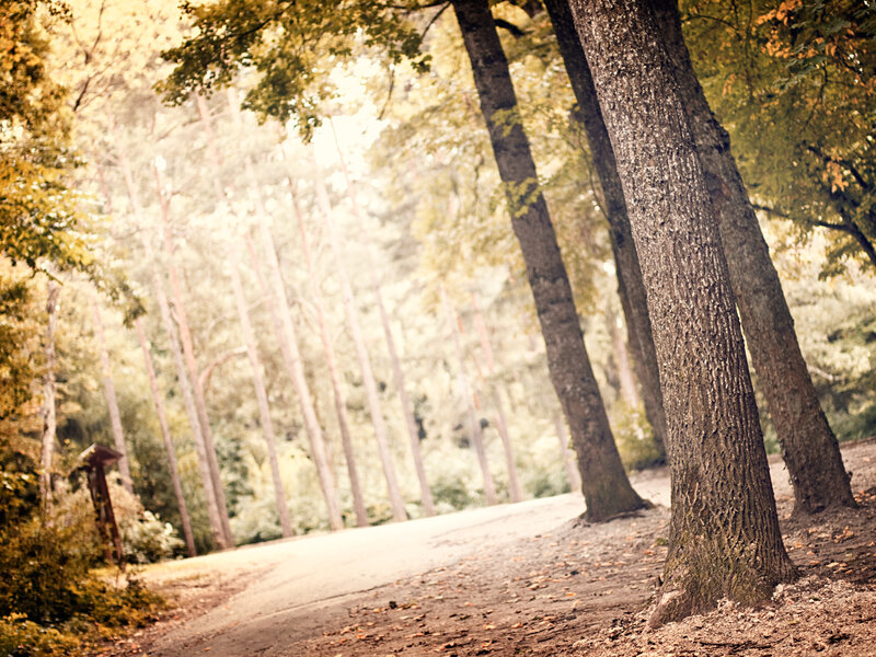 Forest Path with Trees — Brown, Serene, Autumn, Photograph