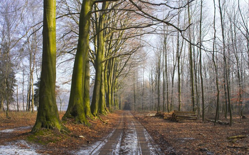Forest Path with Trees — Brown, Serene, Autumn