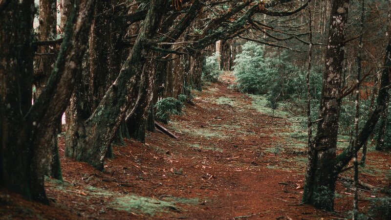 Forest Path with Trees — Brown, Serene, Photograph