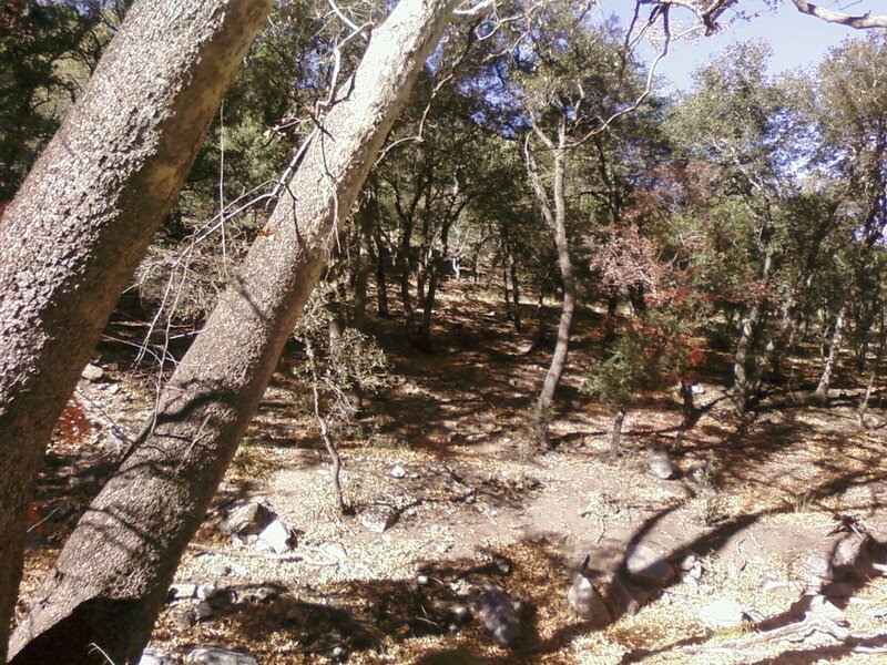 Forest Path with Trees — Brown, Serene
