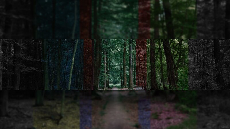 Forest Path with Trees — Green, Dark