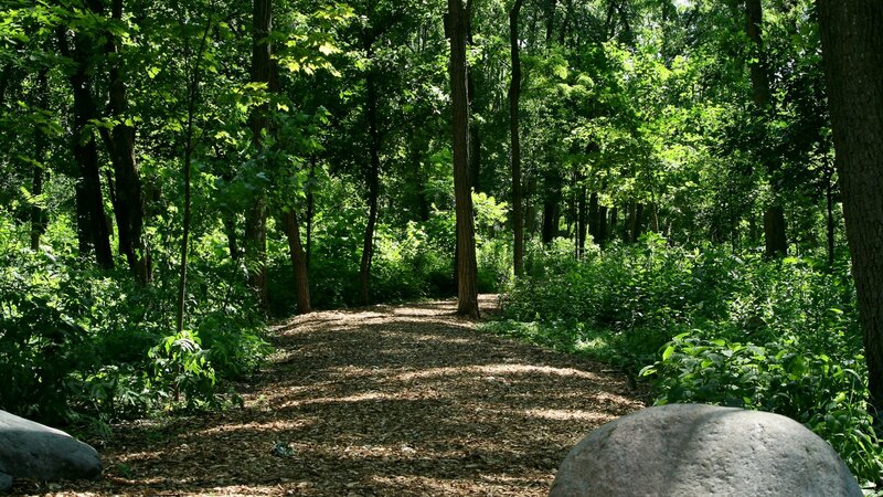 Forest Path with Trees — Green, Serene, Afternoon, Photograph, Bushes