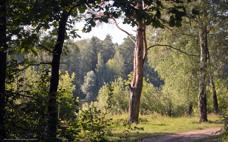 Forest Path with Trees — Green, Serene, Afternoon, Photograph, Grass, Sunlight