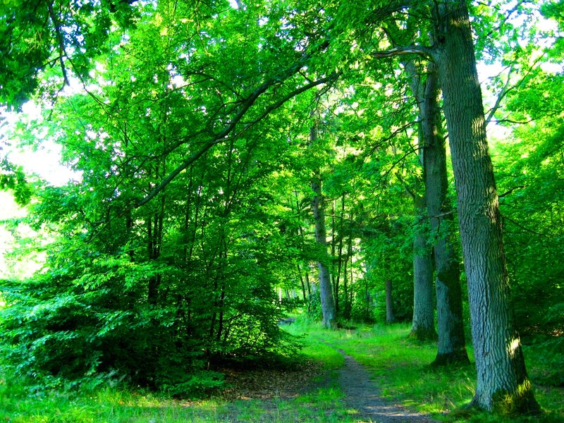 Forest Path with Trees — Green, Serene, Afternoon, Photograph, Grass