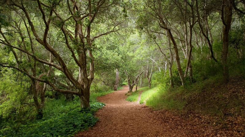 Forest Path with Trees — Green, Serene, Afternoon, Photograph, Leaves, Grass