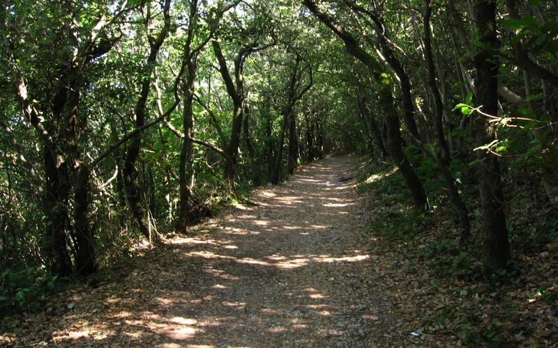 Forest Path with Trees — Green, Serene, Afternoon, Photograph, Leaves, Sunlight, Brown, Yellow