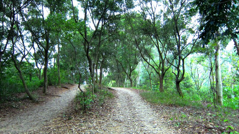 Forest Path with Trees — Green, Serene, Afternoon, Photograph, Leaves