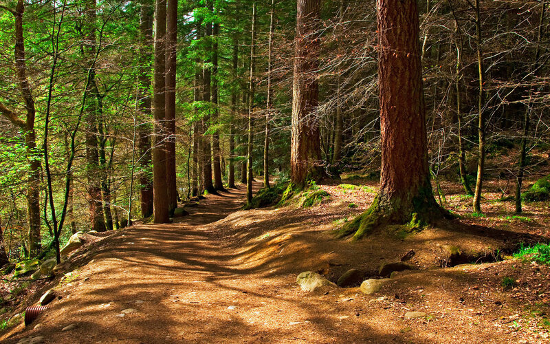 Forest Path with Trees — Green, Serene, Afternoon, Photograph, Moss