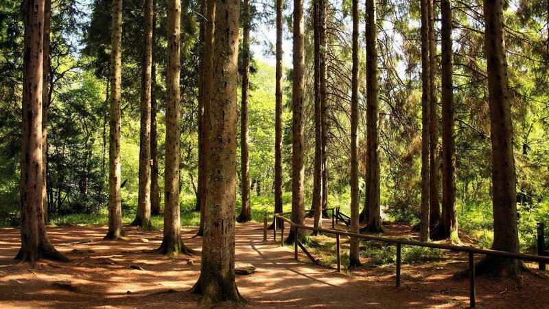 Forest Path with Trees — Green, Serene, Afternoon, Photograph, Rail