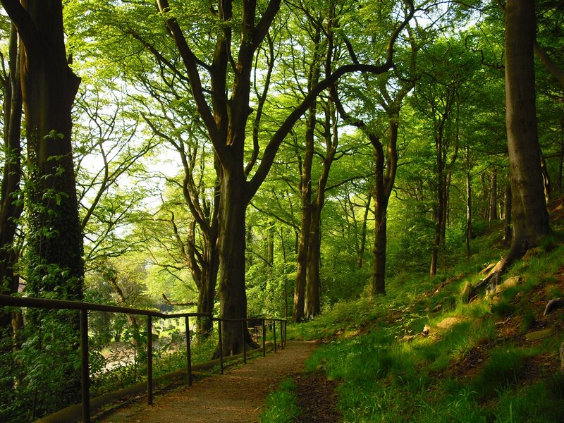 Forest Path with Trees — Green, Serene, Afternoon, Photograph, Railing