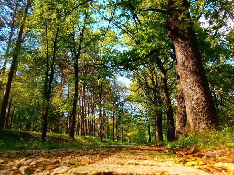 Forest Path with Trees — Green, Serene, Afternoon, Photograph, Sunlight, Grass