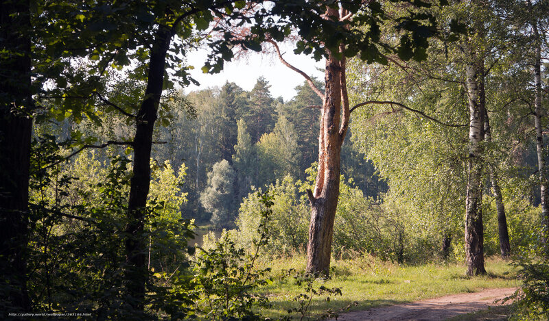 Forest Path with Trees — Green, Serene, Afternoon, Photograph, Sunlight