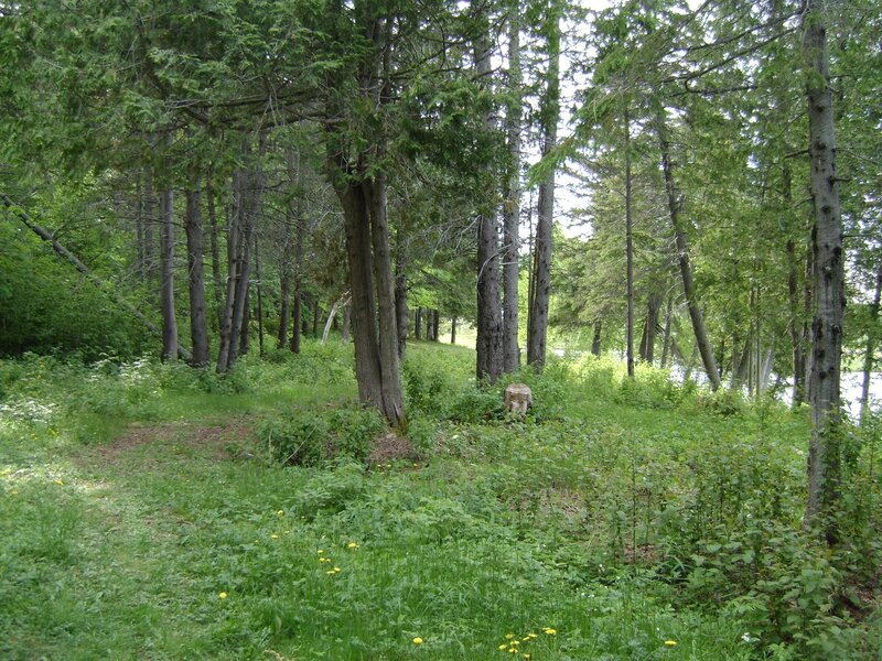 Forest Path with Trees — Green, Serene, Afternoon, Photograph