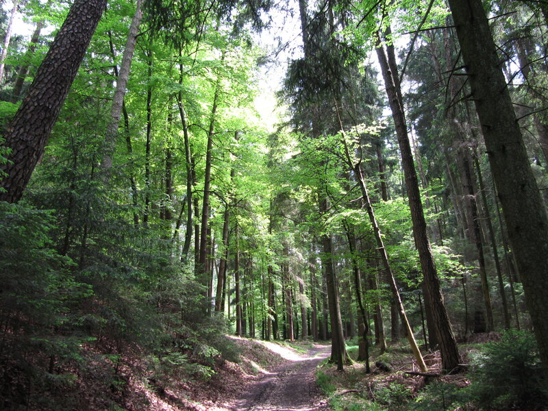 Forest Path with Trees — Green, Serene, Afternoon