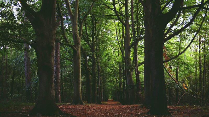 Forest Path with Trees — Green, Serene, Autumn, Photograph, Leaves