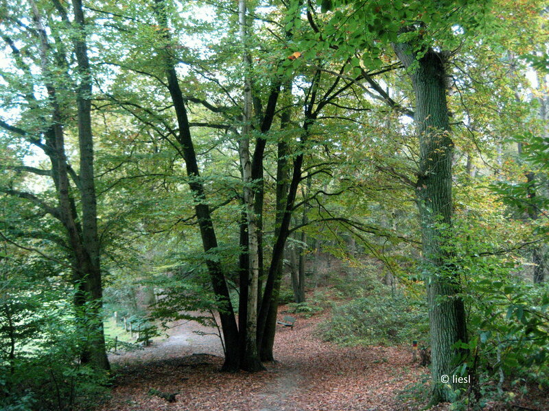 Forest Path with Trees — Green, Serene, Autumn, Photograph