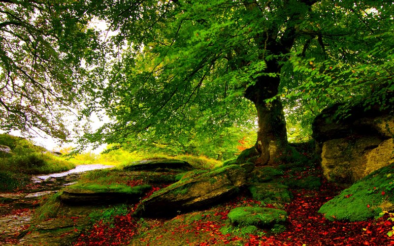 Forest Path with Trees — Green, Serene, Autumn