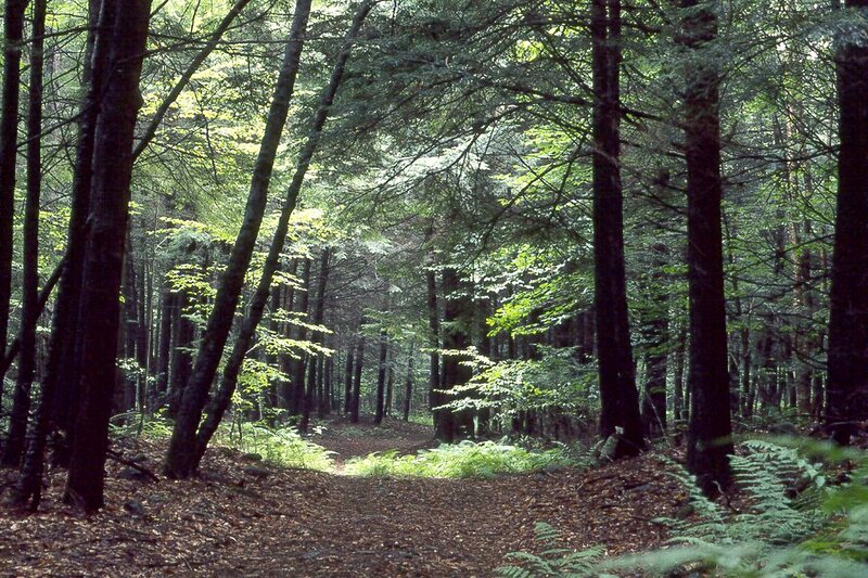 Forest Path with Trees — Green, Serene, Morning, Photograph, Foliage