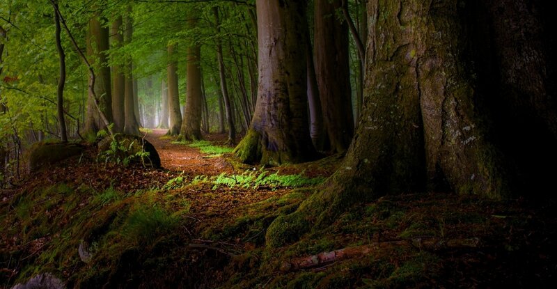 Forest Path with Trees — Green, Serene, Morning, Photograph, Moss