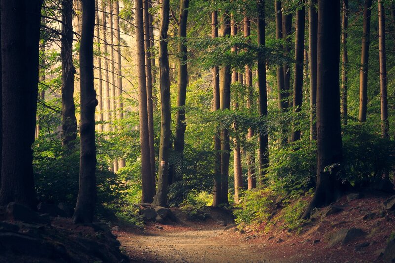 Forest Path with Trees — Green, Serene, Morning, Photograph, Rocks