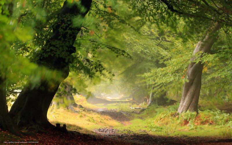 Forest Path with Trees — Green, Serene, Morning, Photograph, Sunlight
