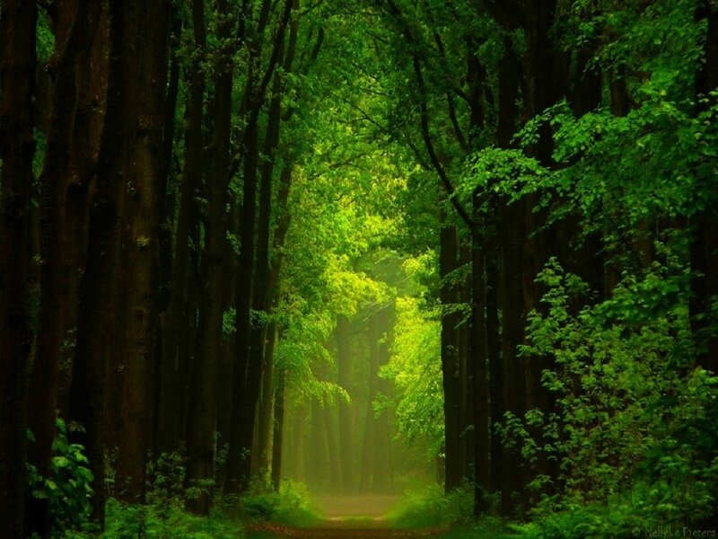 Forest Path with Trees — Green, Serene, Morning