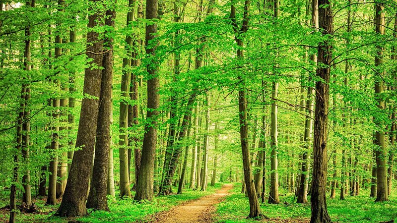 Forest Path with Trees — Green, Serene, Spring, Photograph, Leaves
