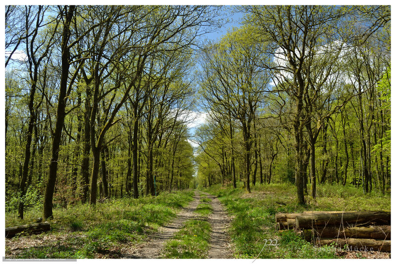 Forest Path with Trees — Green, Serene, Spring, Photograph, Logs
