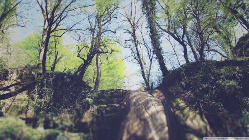 Forest Path with Trees — Green, Serene, Spring, Photograph, Rocks