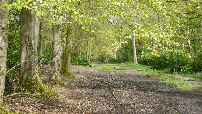 Forest Path with Trees — Green, Serene, Spring, Photograph