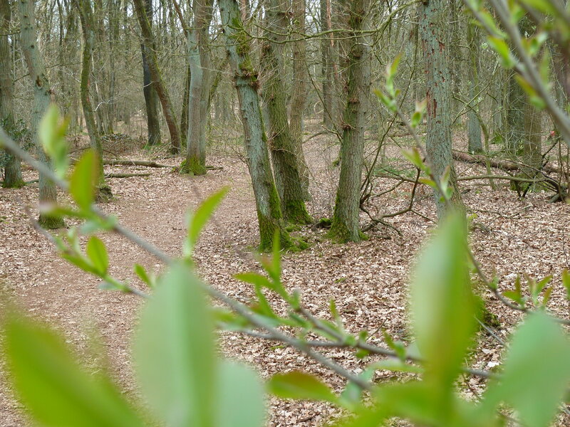 Forest Path with Trees — Green, Serene, Spring