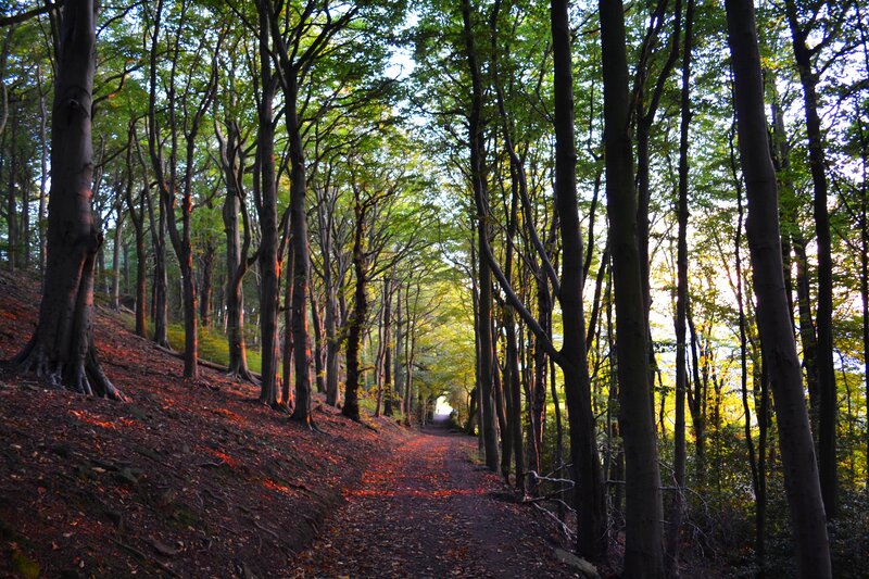 Forest Path with Trees — Green, Serene, Sunset, Photograph