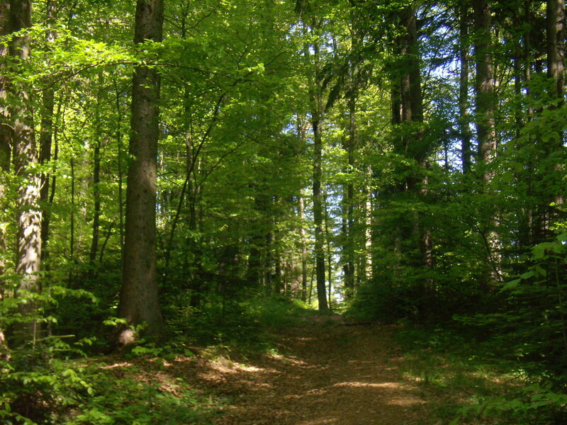 Forest Path with Trees — Green, Serene