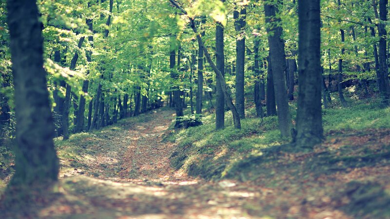 Forest Path with Trees — Leaves