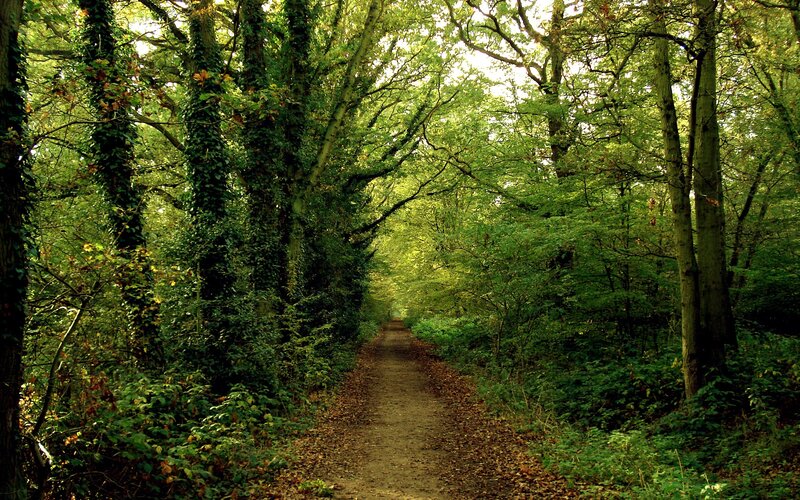 Forest Path with Trees — Photograph