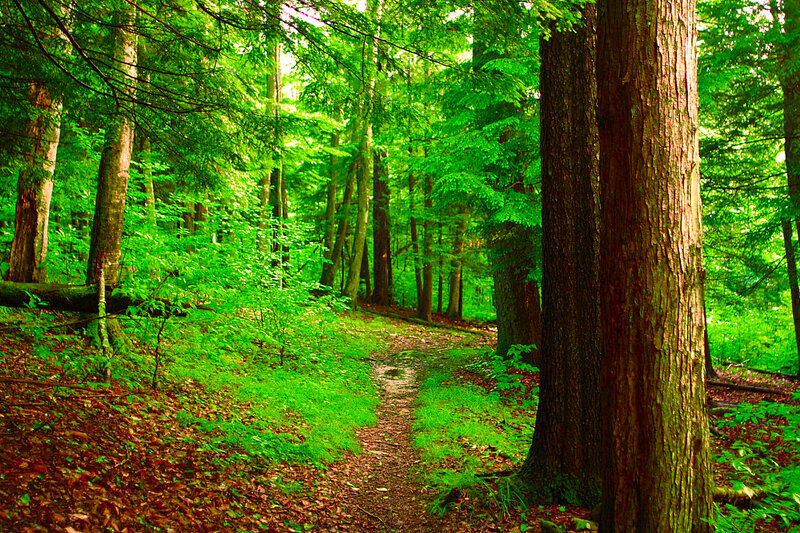 Forest Path with Trees — Serene