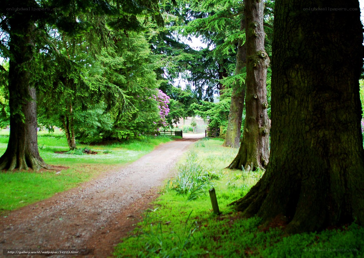 Forest path with trees