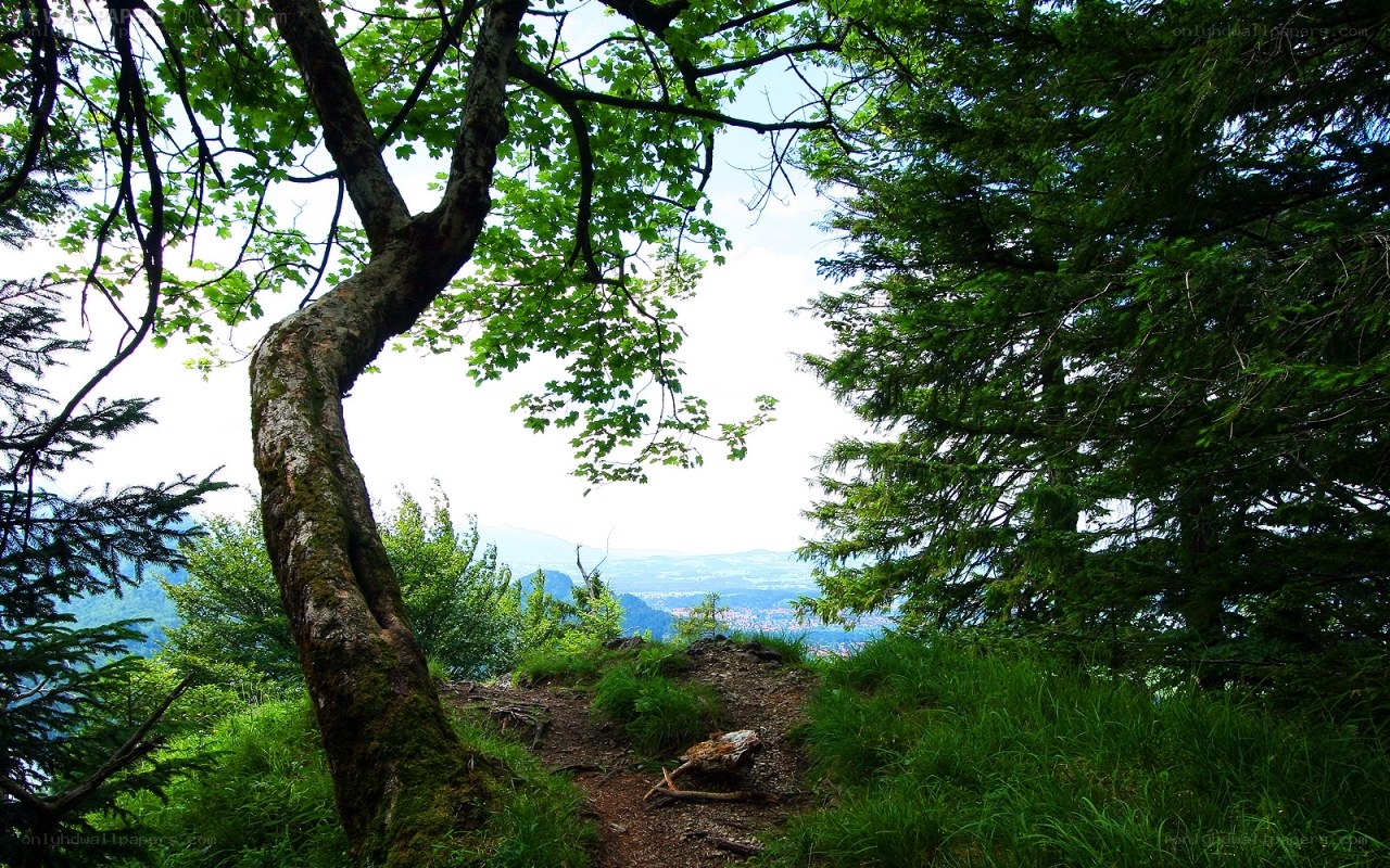 Forest path with valley view
