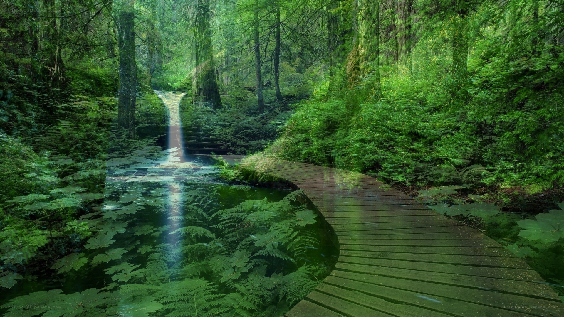 Forest path with waterfall