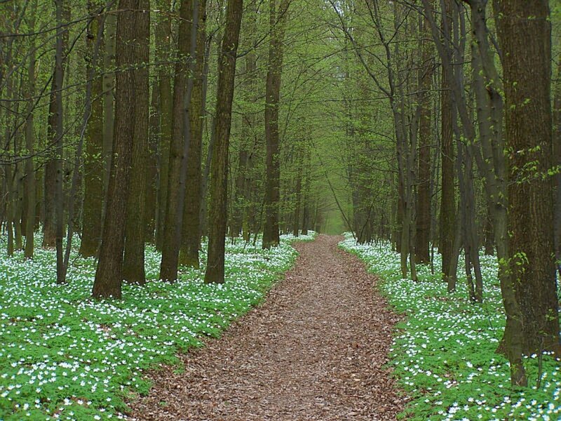 Forest path with white flowers