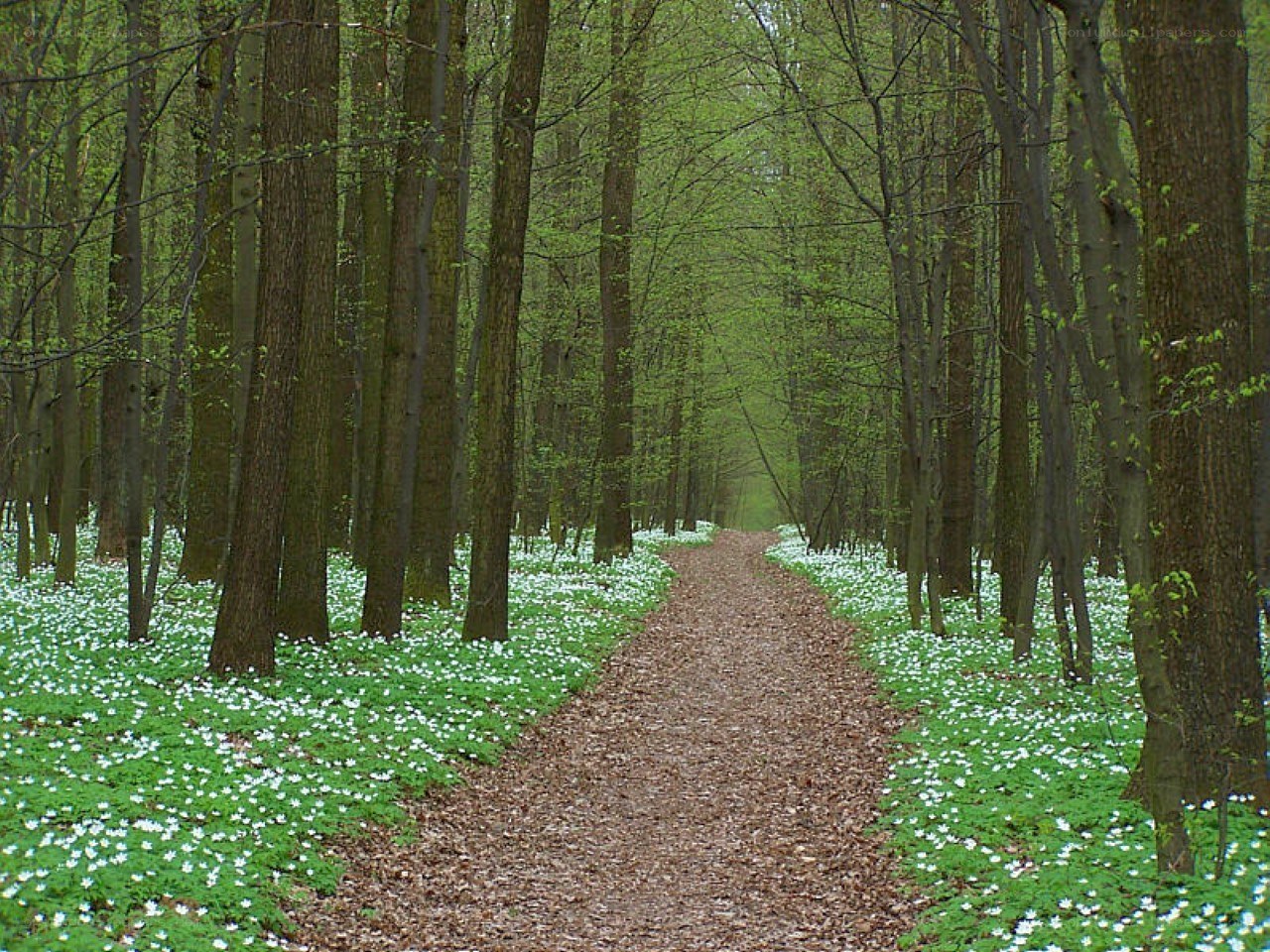 Forest path with white flowers