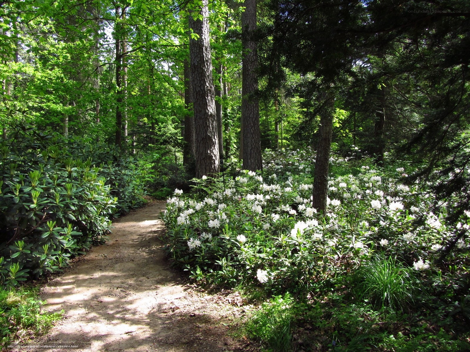 Forest path with white flowers