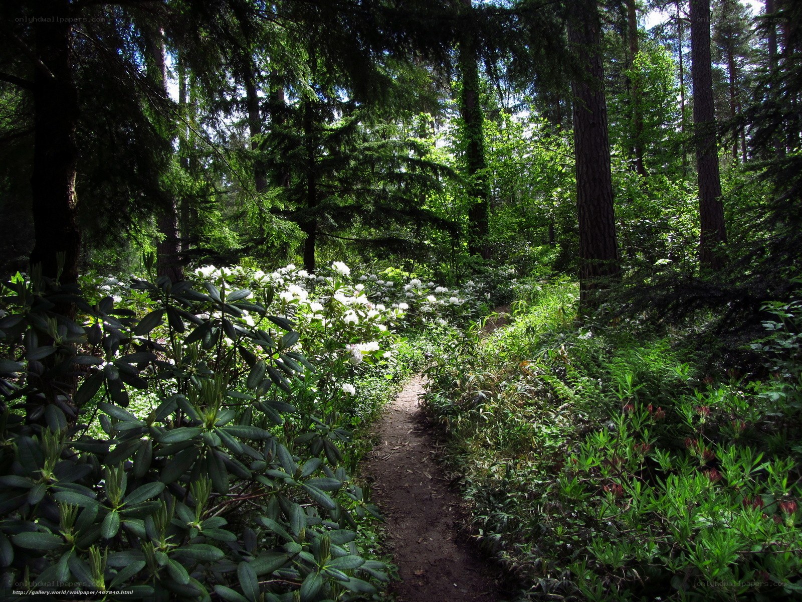 Forest path with white flowers