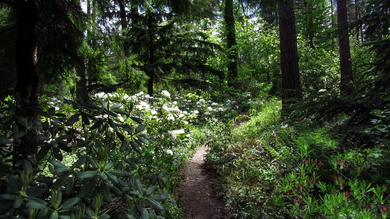 Forest path with white flowers