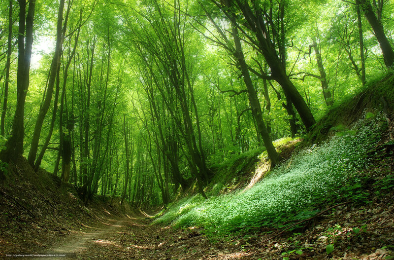 Forest Path with White Flowers — Green