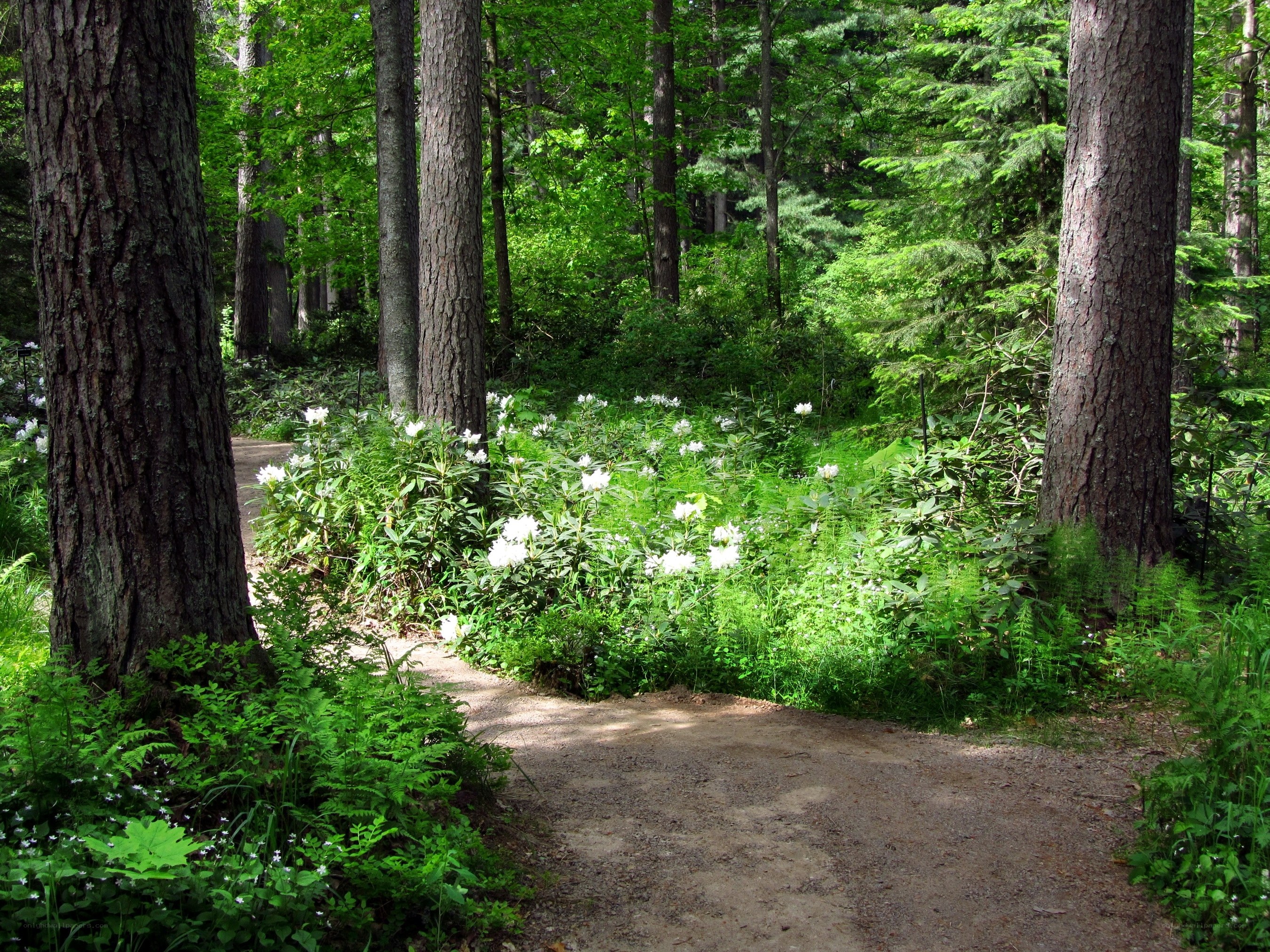 Forest path with white flowers