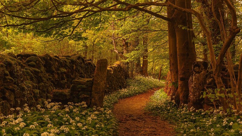 Forest Path with Wild Garlic — Green, Serene, Spring