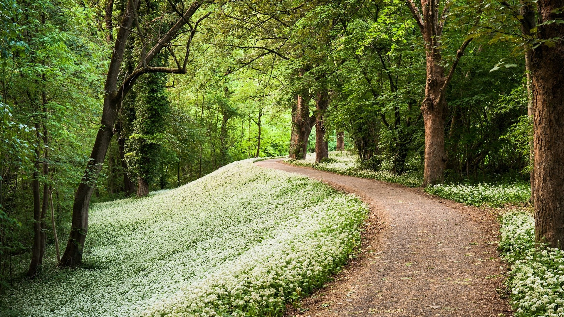 Forest path with wild garlic